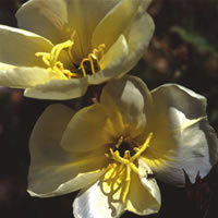 Oenothera Apricot Delight