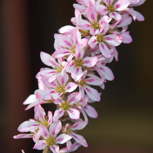 Francoa Appendiculata
