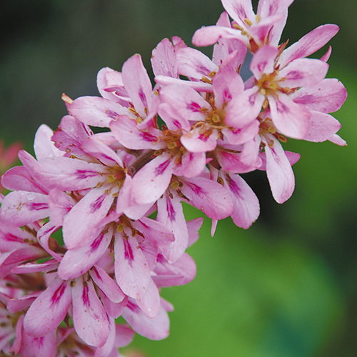 Francoa Pink Giant2