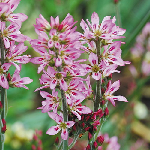 Francoa Petire Bouquet