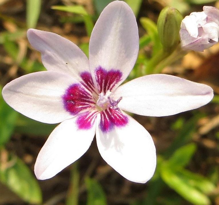 Freesia Laxa Azurea