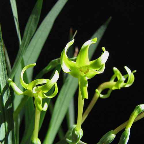 Freesis Viridis