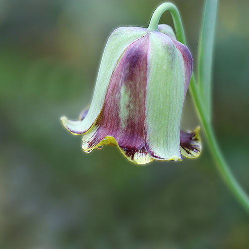 Frit Acmopetala