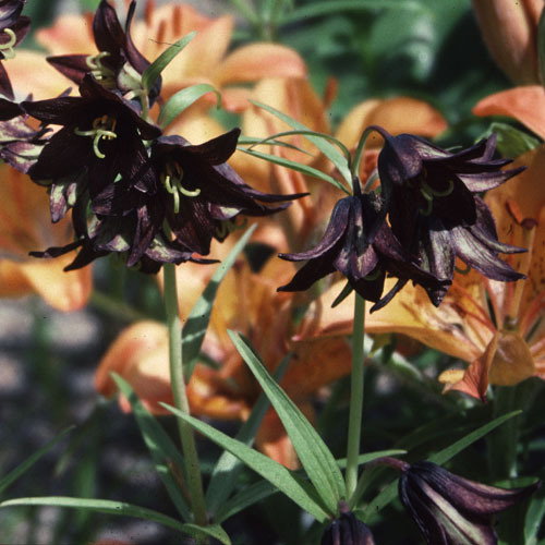 Fritillaria Camschatcensis B