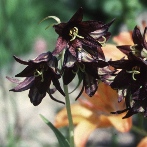 Fritillaria Camschatcensis A