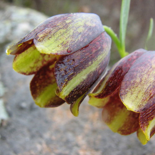 Frit Crassifolia Kurdica