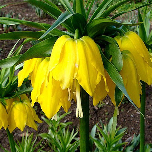 Frit Imp Yellow