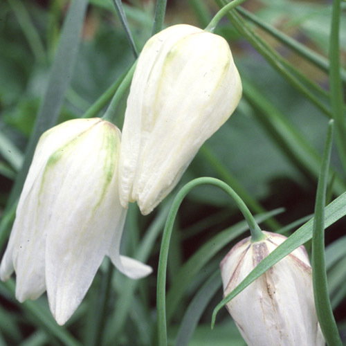 Frit Meleagris White