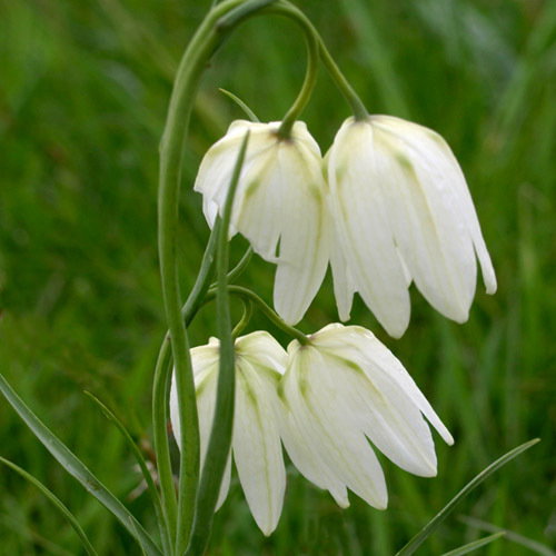 Snakesheadfritwhite1