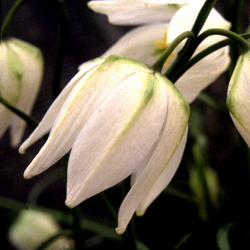 Frit Meleagris White