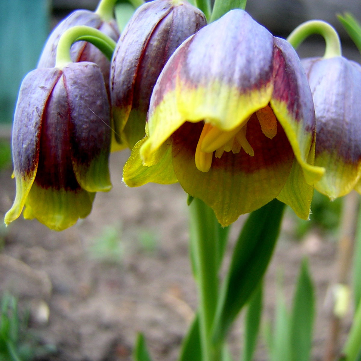 Fritillaria Michailovskyi