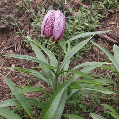 Frit Monantha
