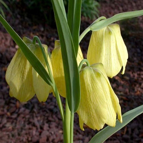 Fritillaria Pallidiflora