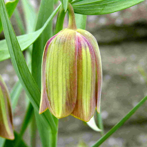 Fritillaria Pontica