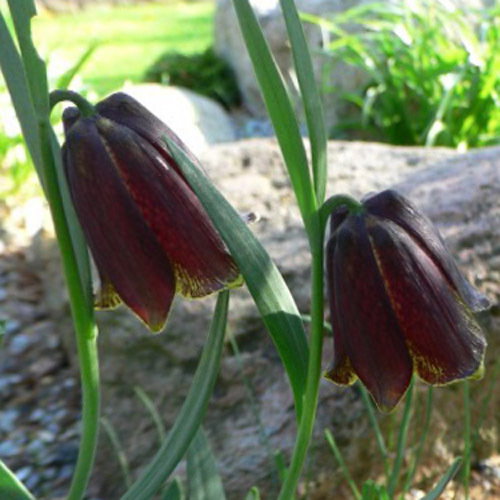 Fritillaria Pyrenaica