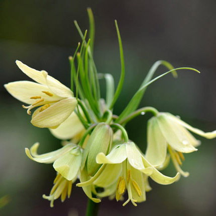 Fritillaria Raddeana