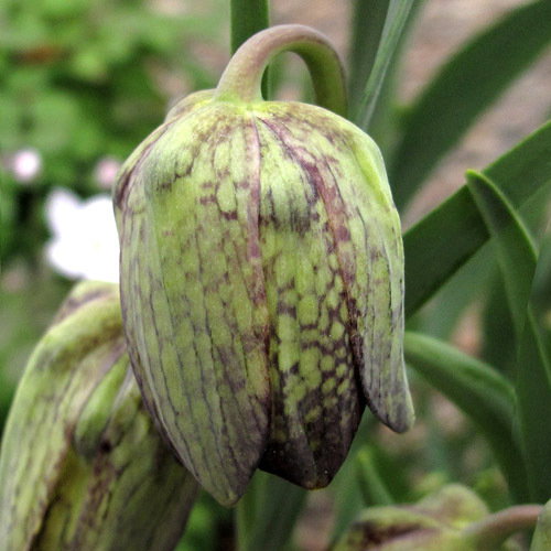 Fritillaria Whittallii