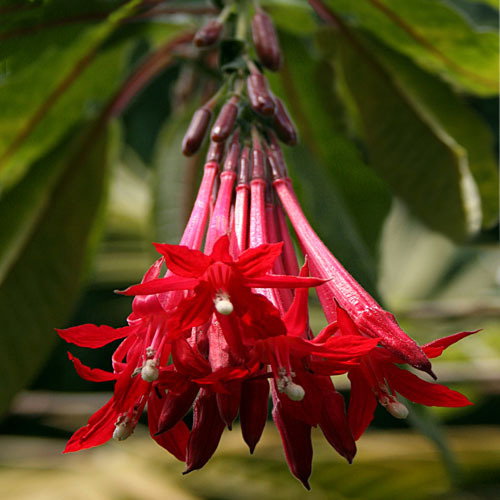 Fuchsia Boliviana
