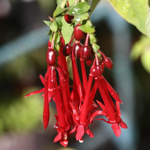 Fuchsia Boliviana2