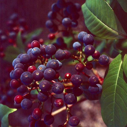 Fuchsia Paniculata Fruit