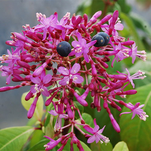Fuchsia Panic