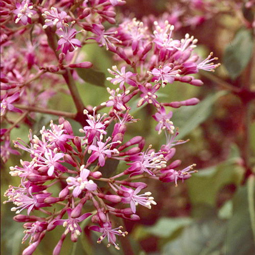 Fuchsia Paniculata1
