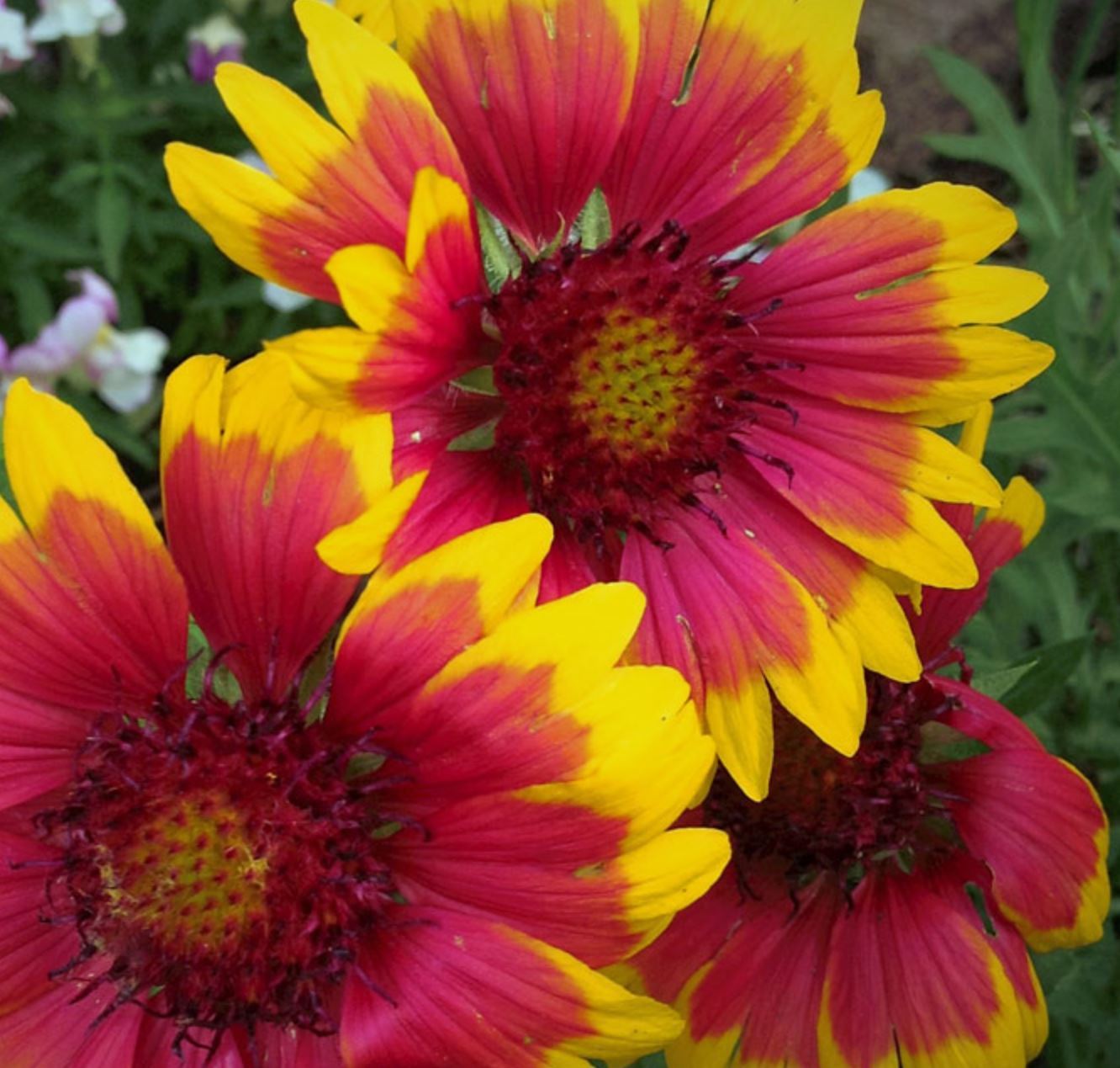 Gaillardia Dazzler