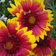Gaillardia Dazzler