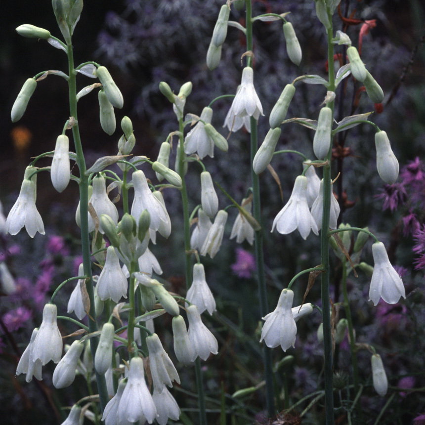Galtonia Candicans