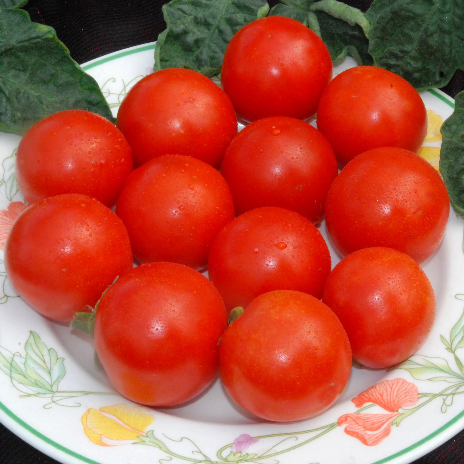 Gardeners Delight