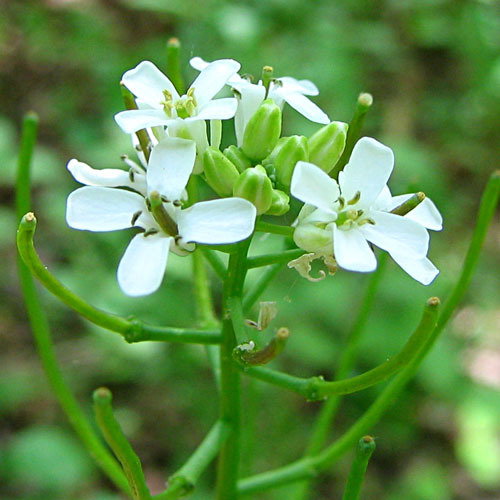 Garlic Mustard
