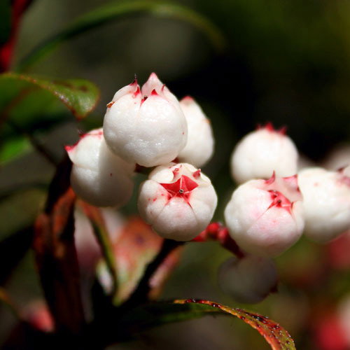 Gaultheria Hispida