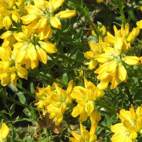 Genista Hispanica