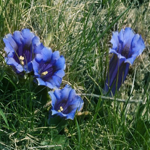 Gentiana Angustifolia