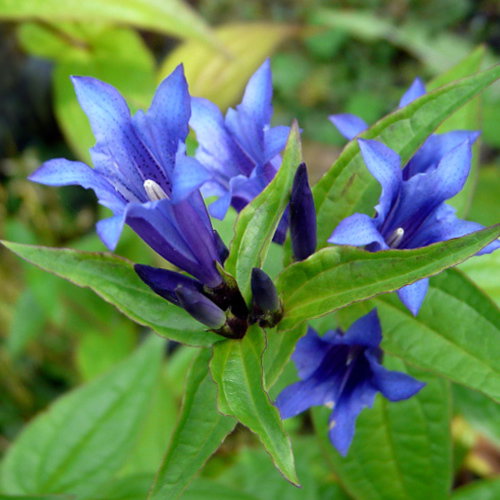 Gentiana Asclepiadea Nana