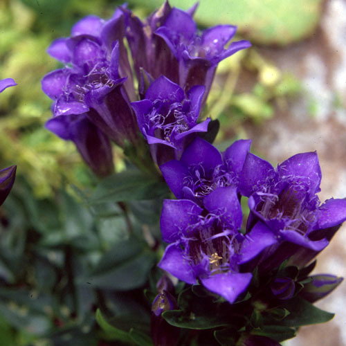 Gentiana Cachemirica