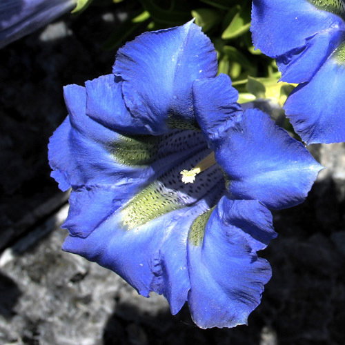 Gentiana Clusii