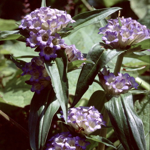 Gentiana Cruciata1