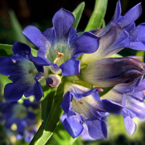 Gentiana Dahurica