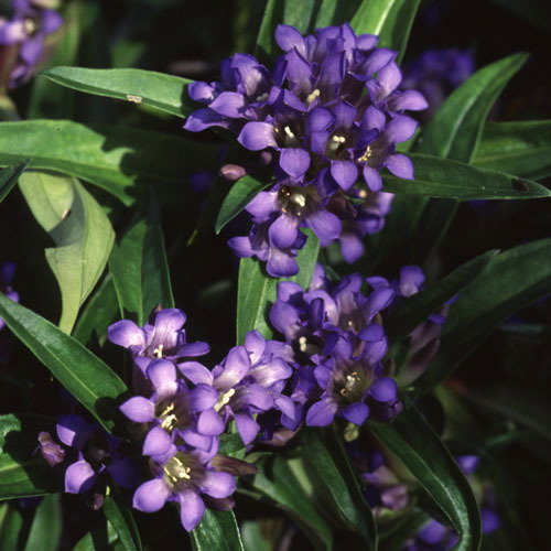 Gentiana Graccilipes1