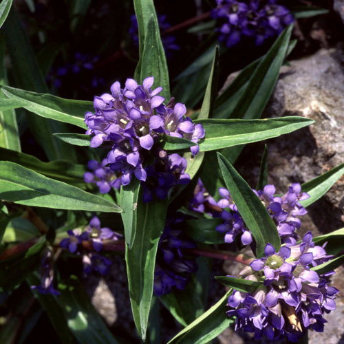 Gentiana Gracillipes