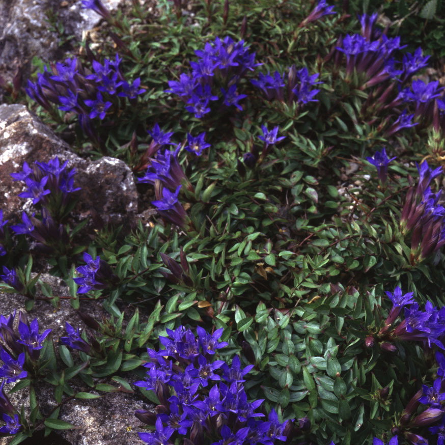 Gentiana Grossheimii
