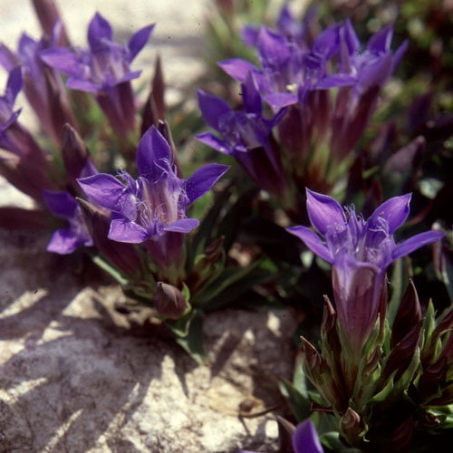 Gentiana Grossheimi