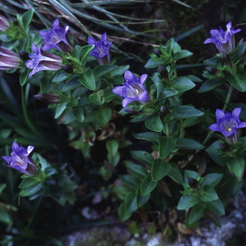 Gentiana Makinoi
