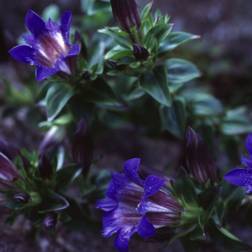 Gentiana Makinoi
