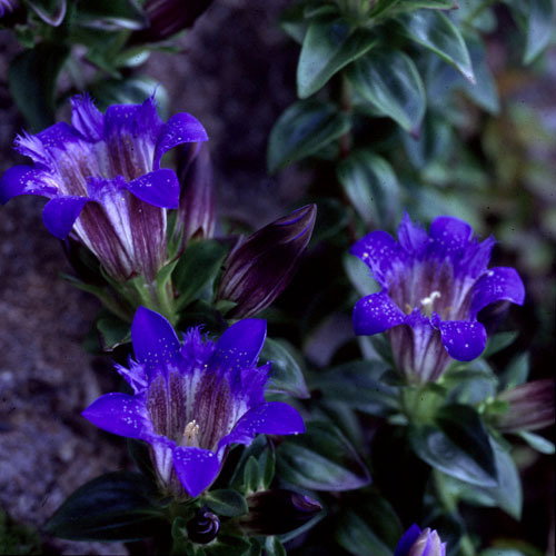 Gentiana Maknoi3