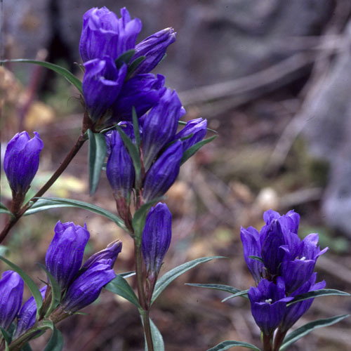 Gentiana Pneumomanthe