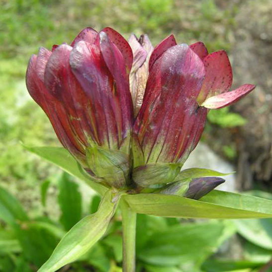 Gentiana Purpurea