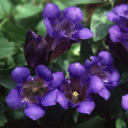 Gentiana Septemfida