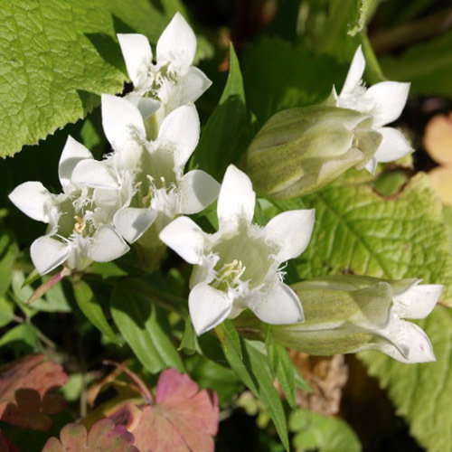 Gentiana Septemfidia Alba